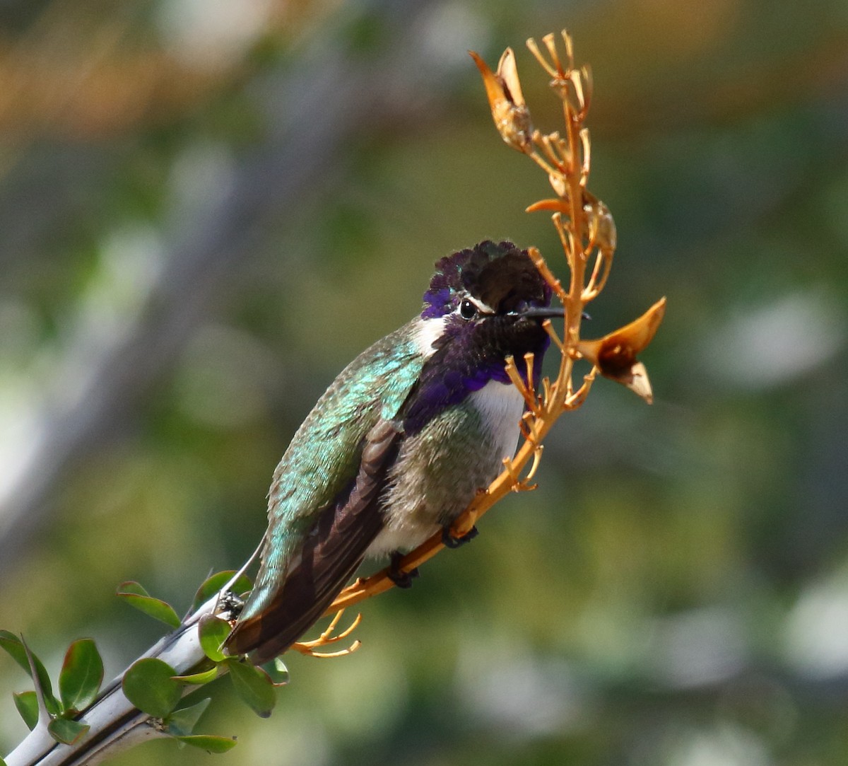 Costa's Hummingbird - Greg Gillson