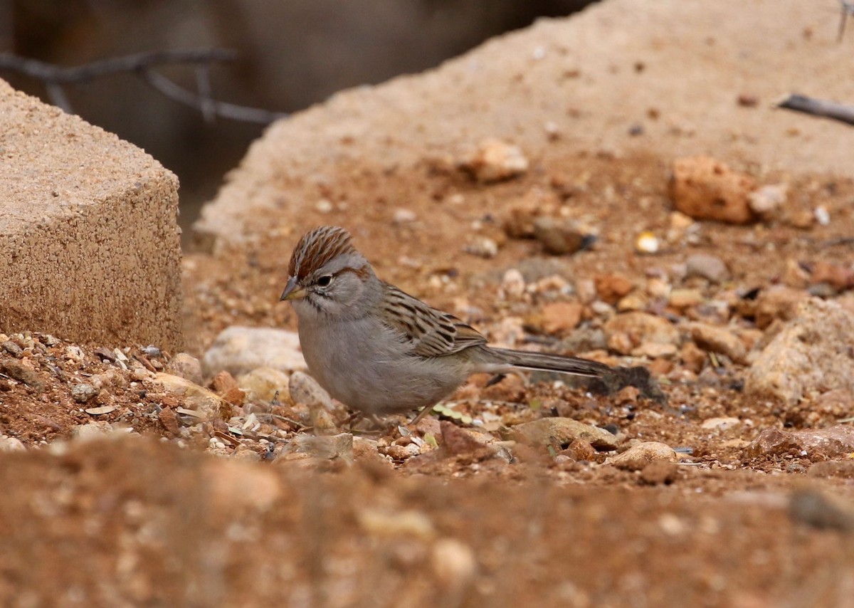 Rufous-winged Sparrow - Mary Backus