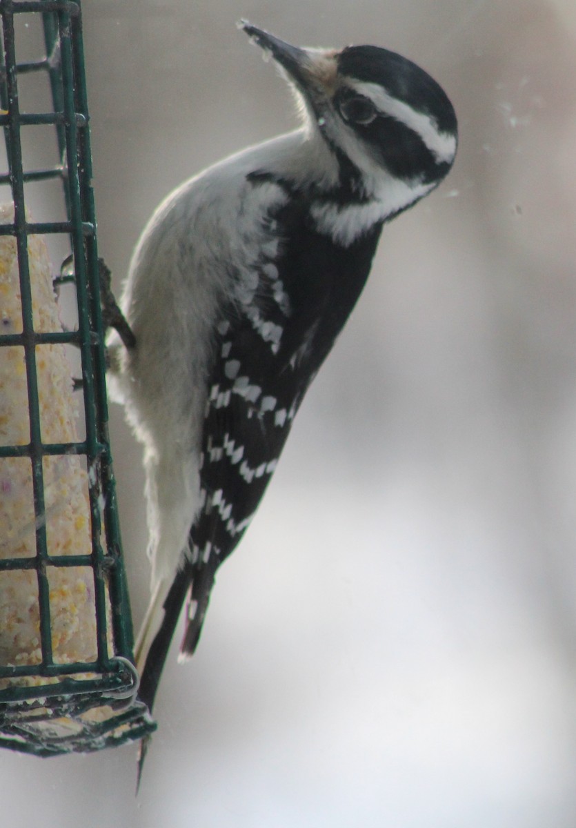 Hairy Woodpecker (Eastern) - ML141490171