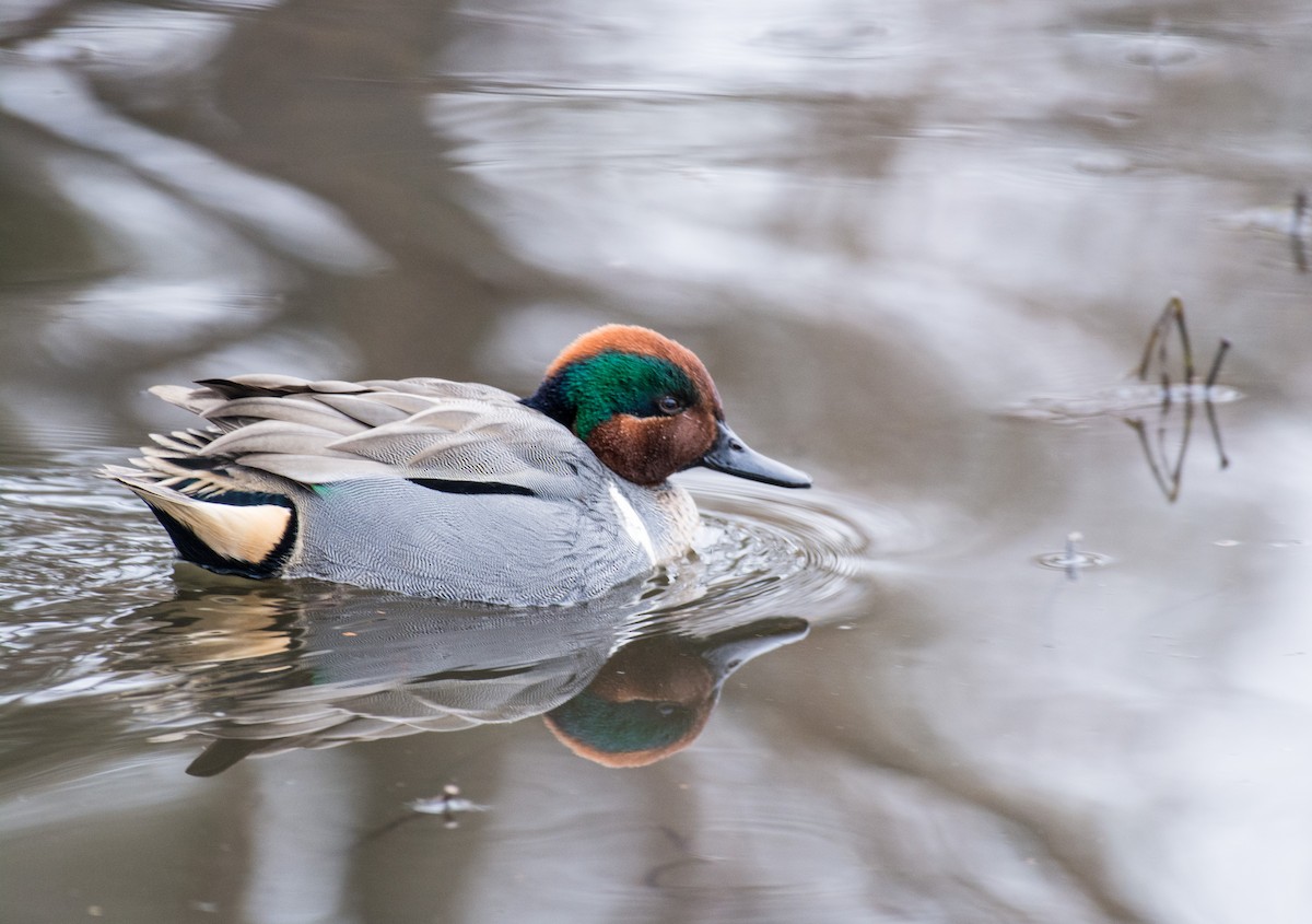 Green-winged Teal - Joan Septembre