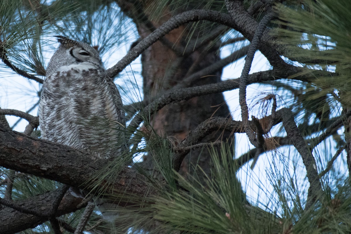 Great Horned Owl - Ian Hearn