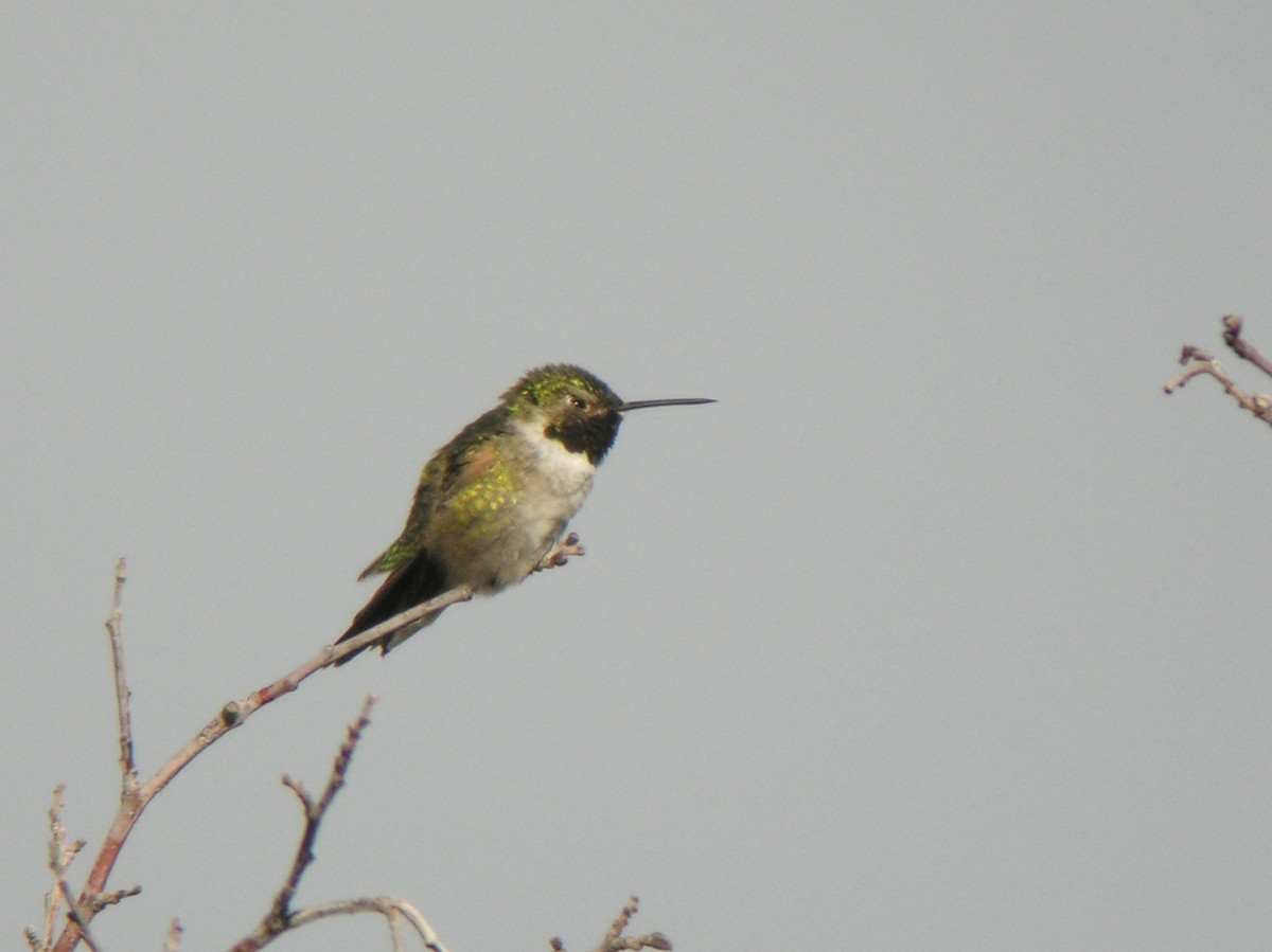 Broad-tailed Hummingbird - ML141490811
