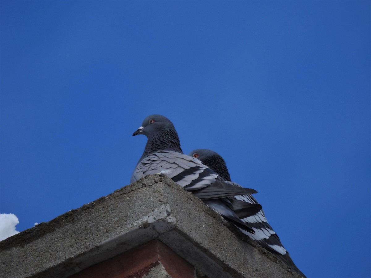 Rock Pigeon (Feral Pigeon) - Edgar Otto