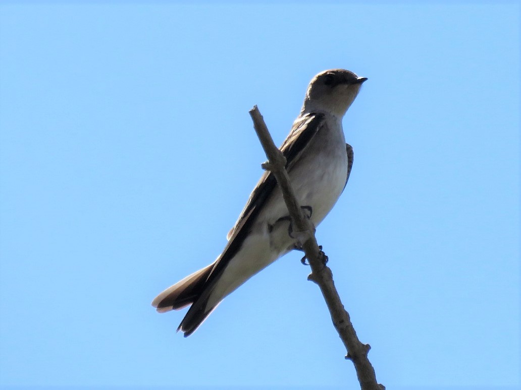 Northern Rough-winged Swallow - ML141493421