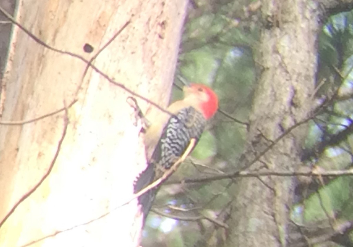 Red-bellied Woodpecker - Frederick Kelley