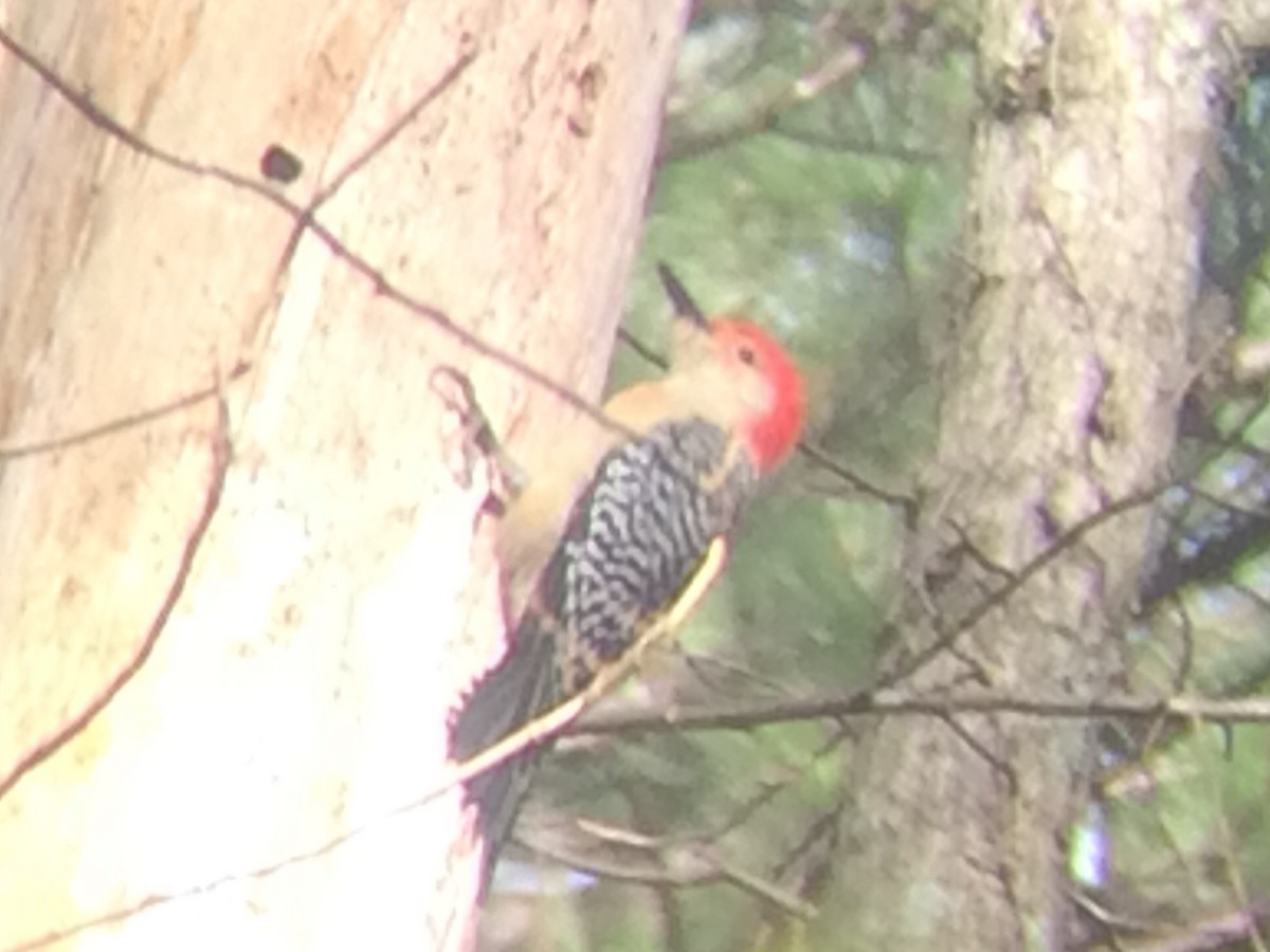 Red-bellied Woodpecker - Frederick Kelley