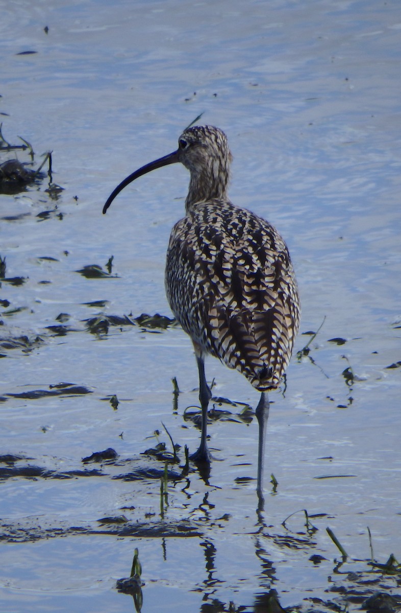 Long-billed Curlew - ML141495741