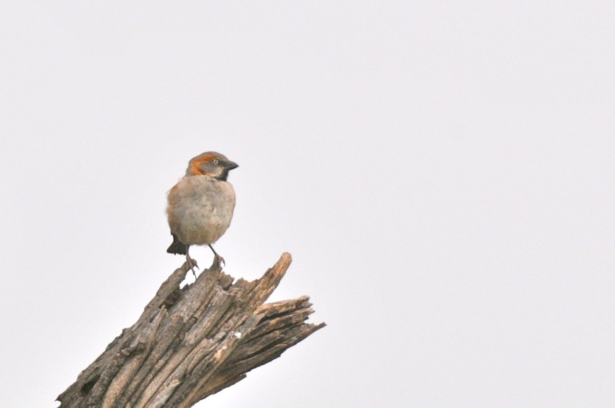 Kenya Rufous Sparrow - ML141495891