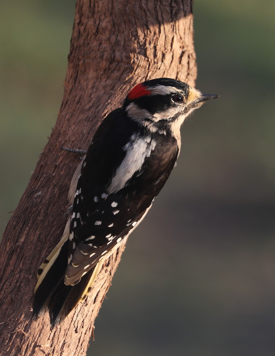 Downy Woodpecker - Phil Green