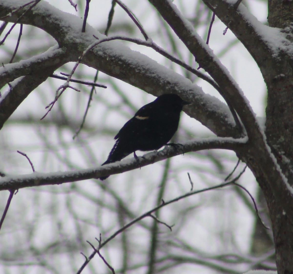 Red-winged Blackbird (Red-winged) - Gerald Fix