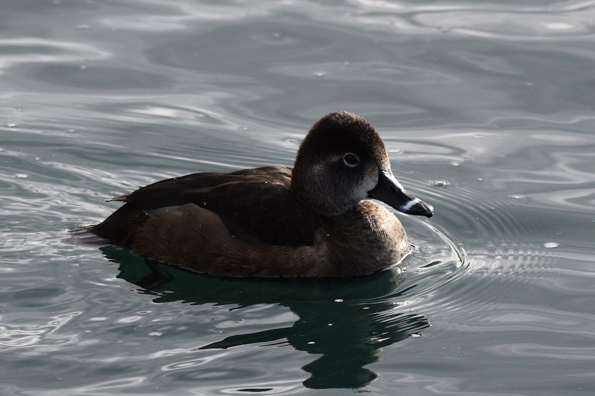 Ring-necked Duck - ML141497771