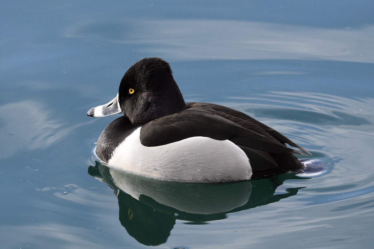 Ring-necked Duck - Tom E. Johnson