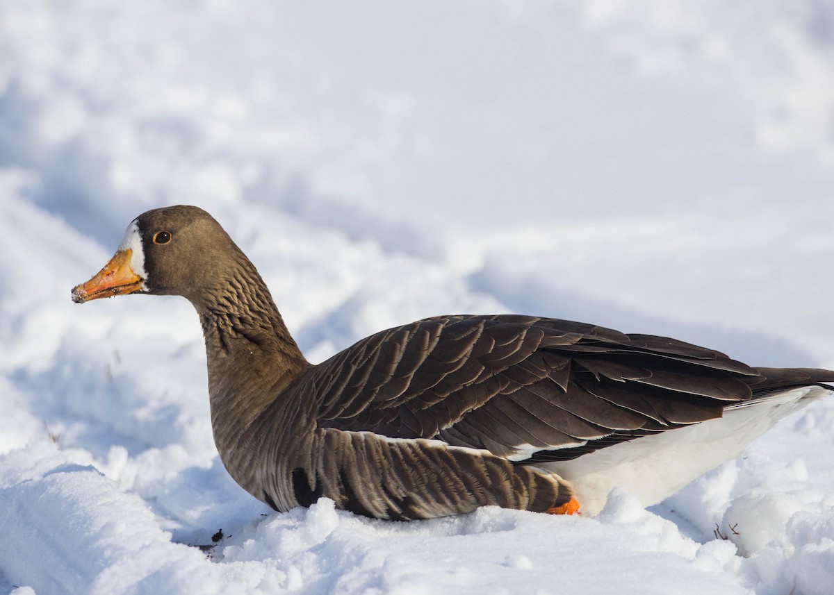 Greater White-fronted Goose - Tom Lally
