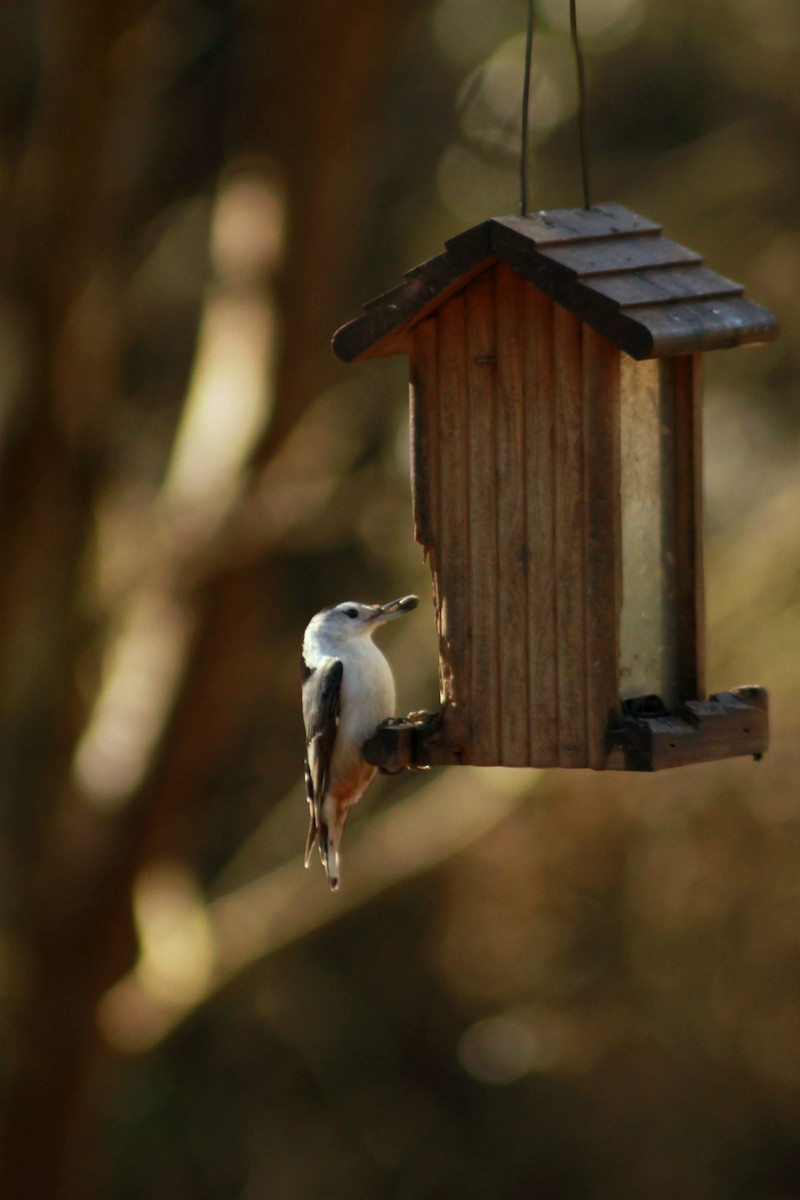 White-breasted Nuthatch - Samantha  Michael