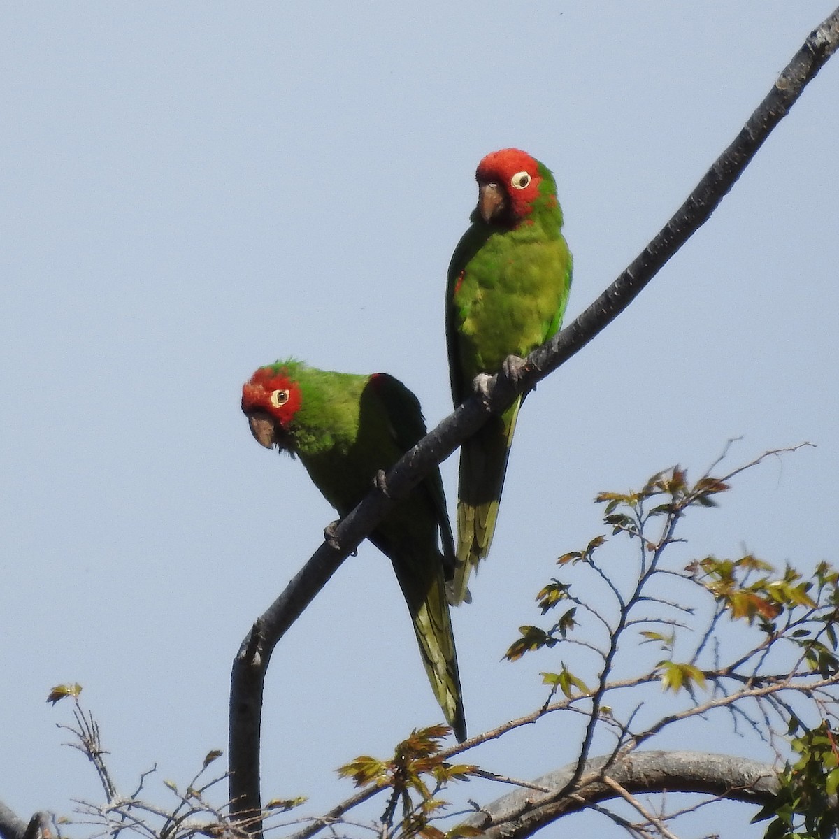 Guayaquil Papağanı - ML141500971