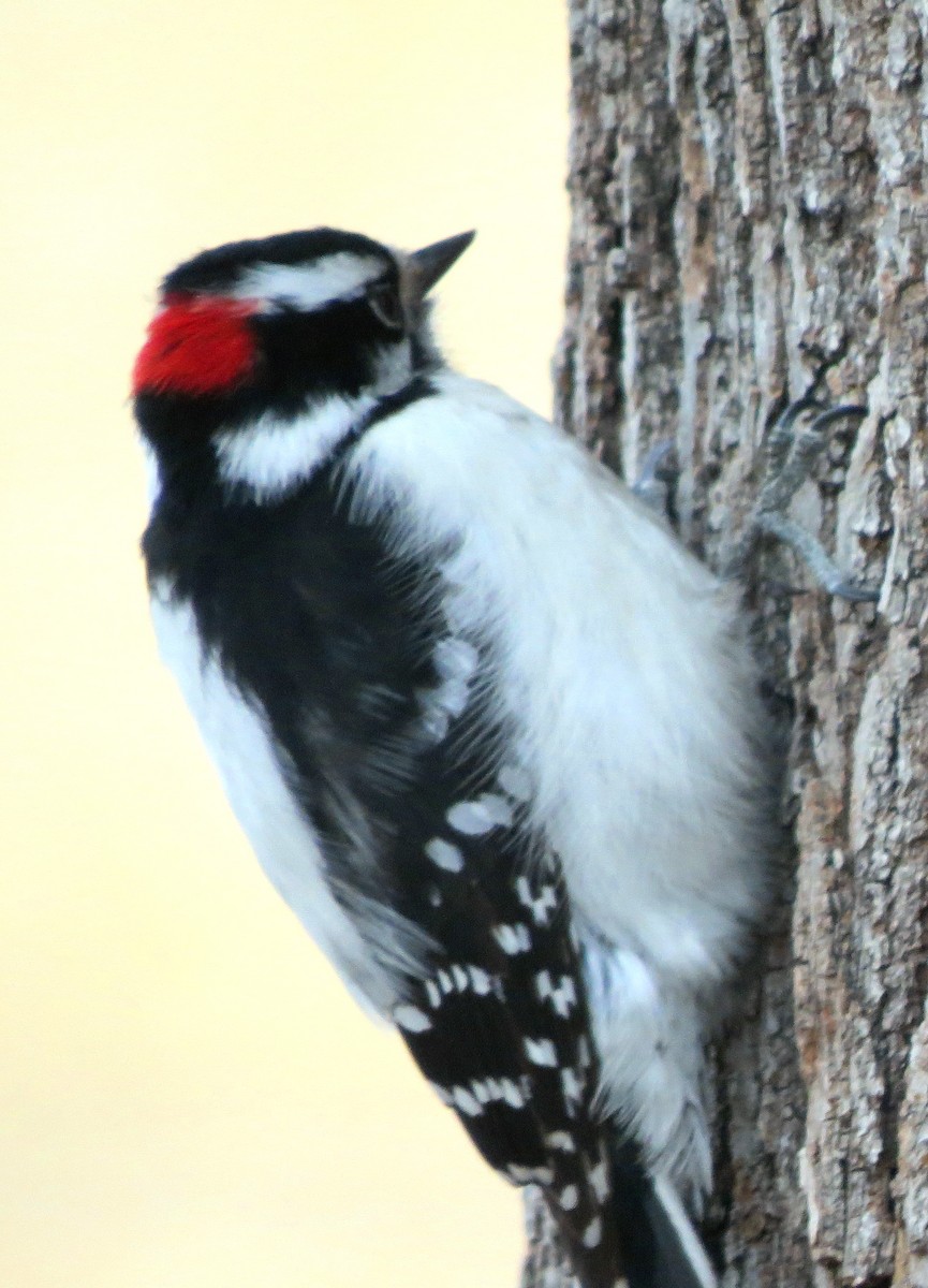 Downy Woodpecker - ML141501181