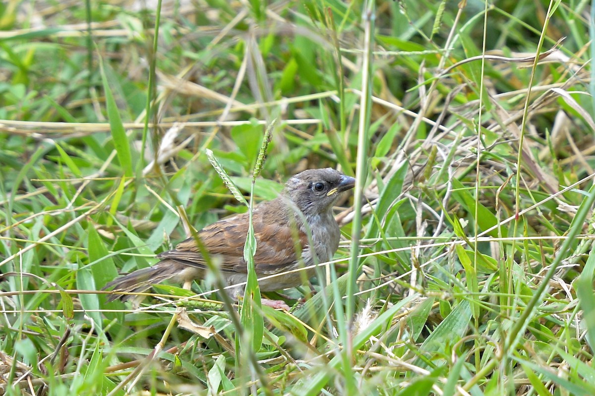 Northern Gray-headed Sparrow - Gerald Friesen