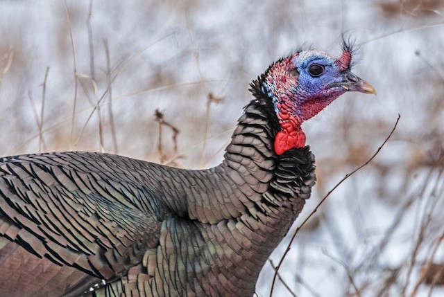 Dindon Sauvage Ebird