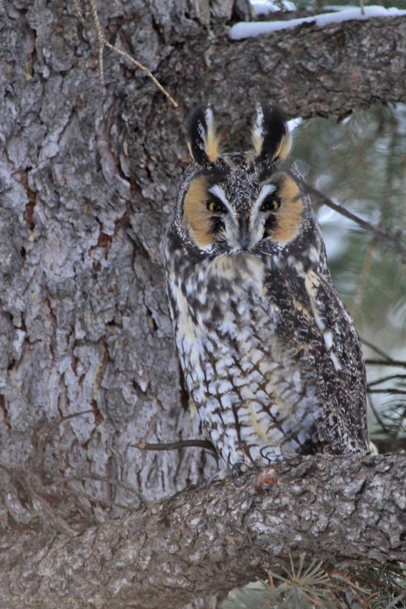 Long-eared Owl - Joel Priebe