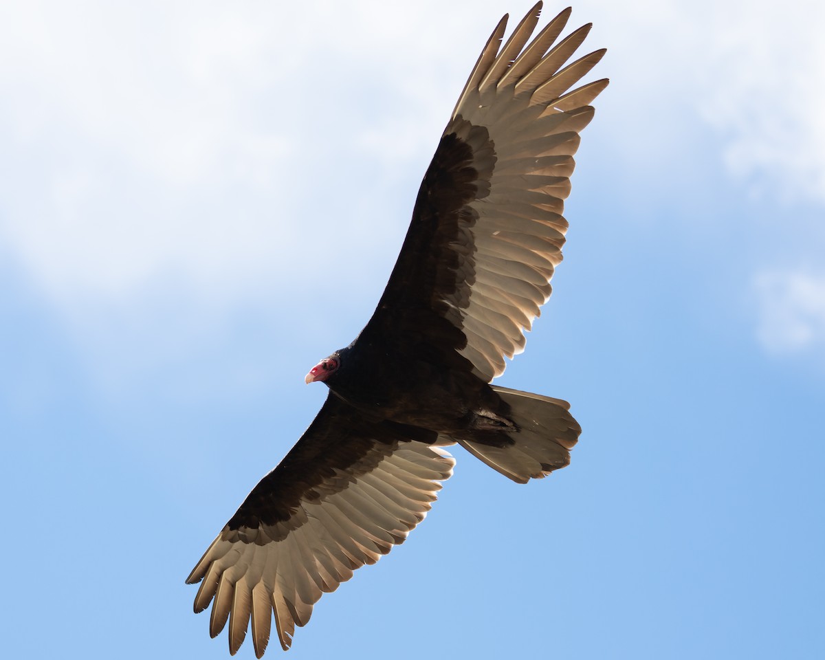 Turkey Vulture - ML141504271