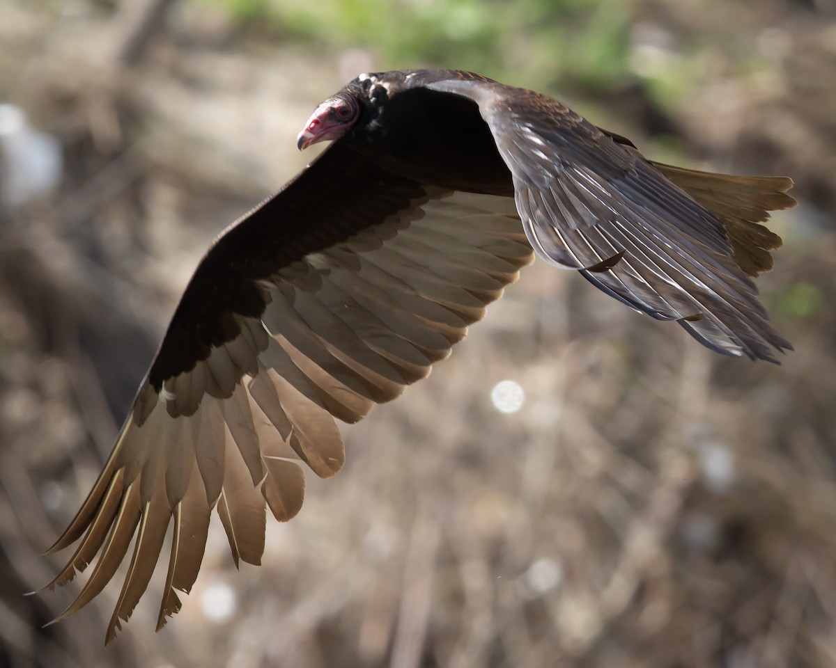 Turkey Vulture - ML141504361