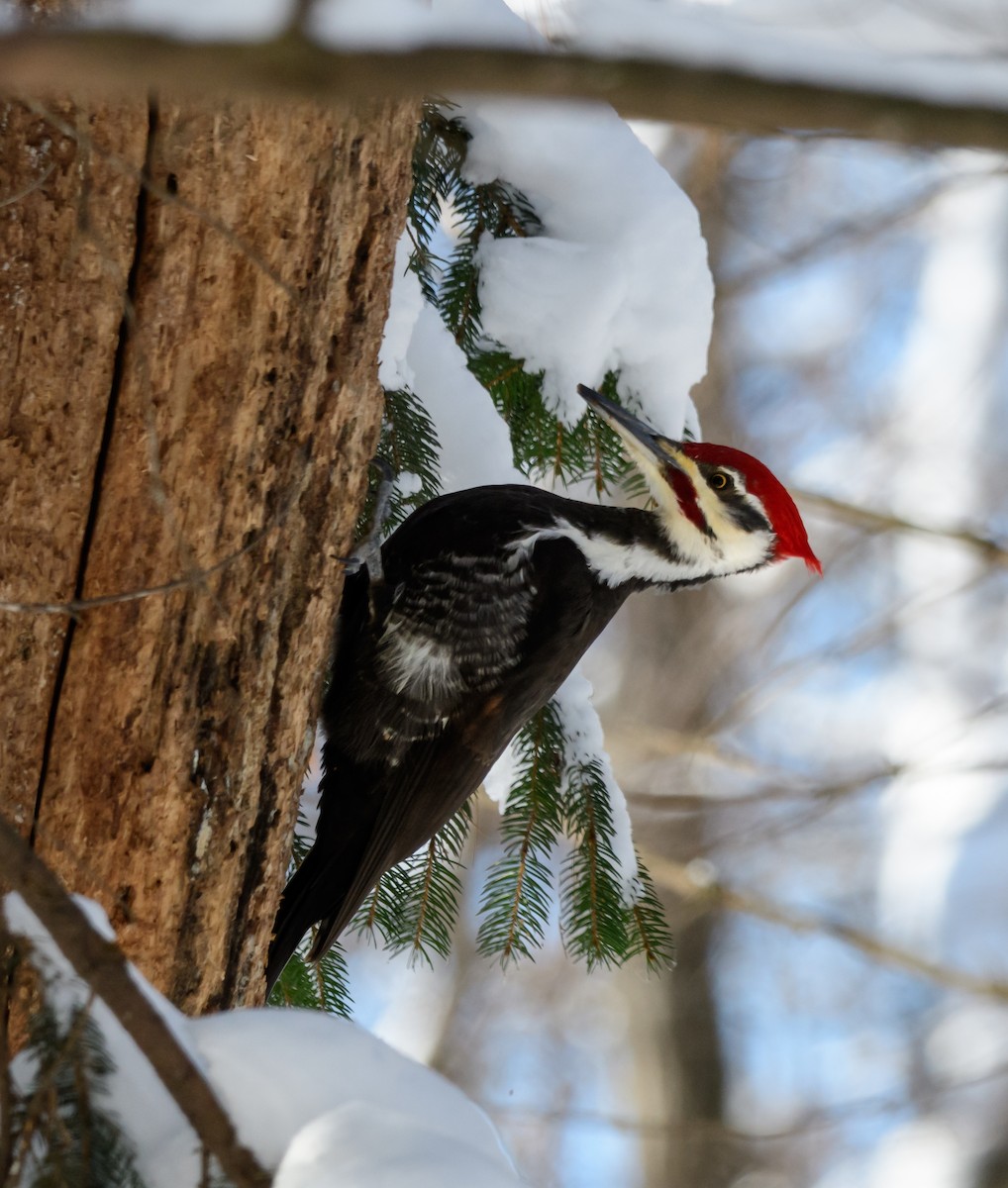 Pileated Woodpecker - Cynthia Carlson