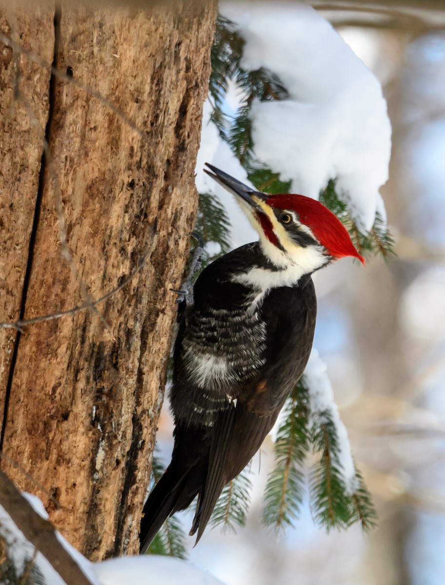 Pileated Woodpecker - Cynthia Carlson