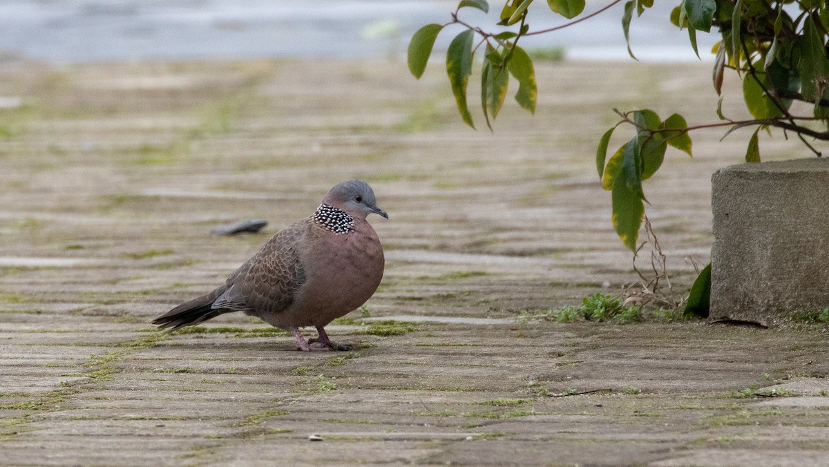 Spotted Dove - ML141505871