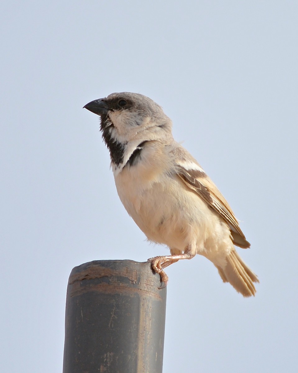 Desert Sparrow - Gerald Friesen