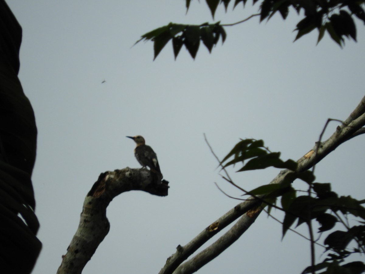 Golden-fronted Woodpecker - Jose M Martinez