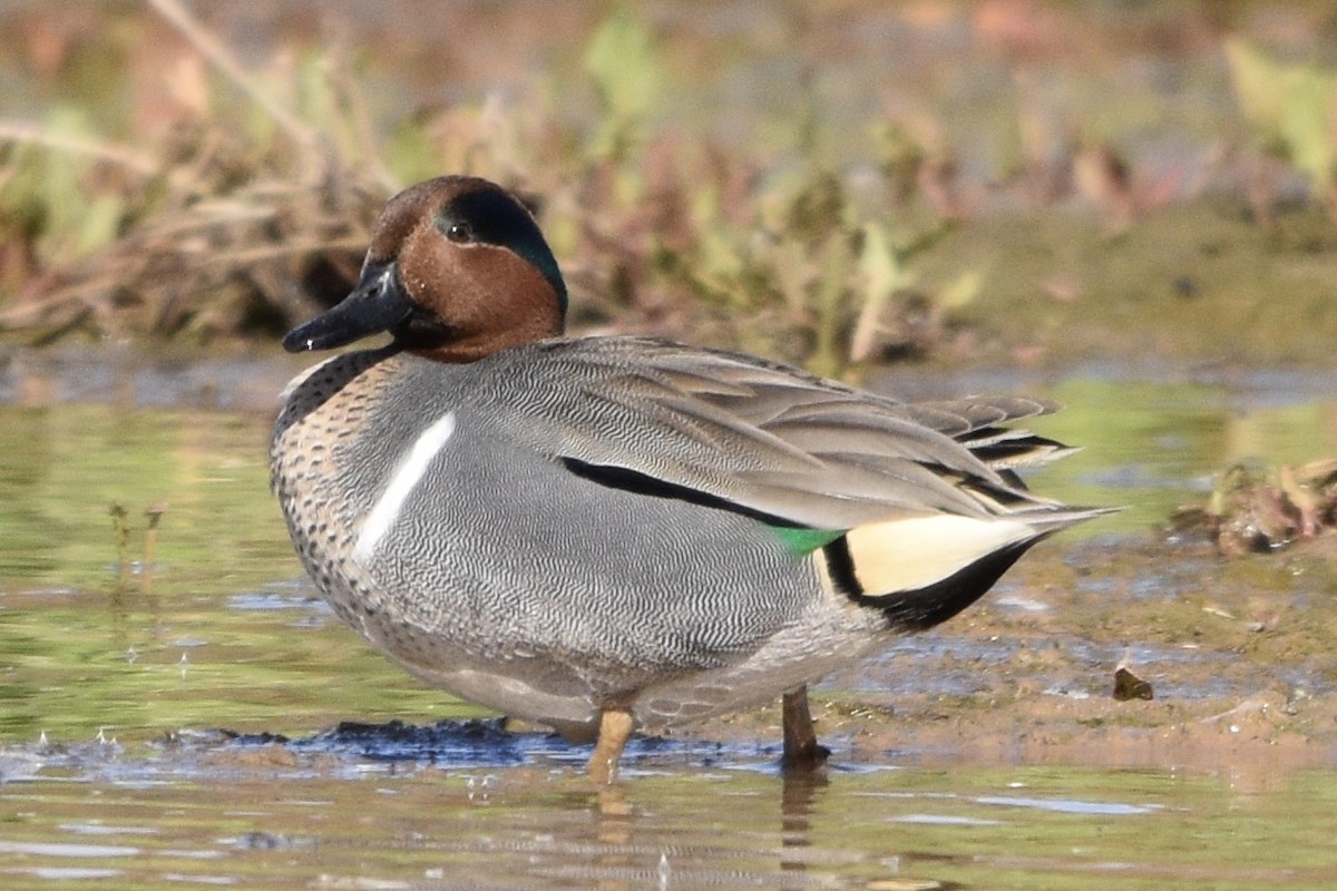 Green-winged Teal - ML141506381