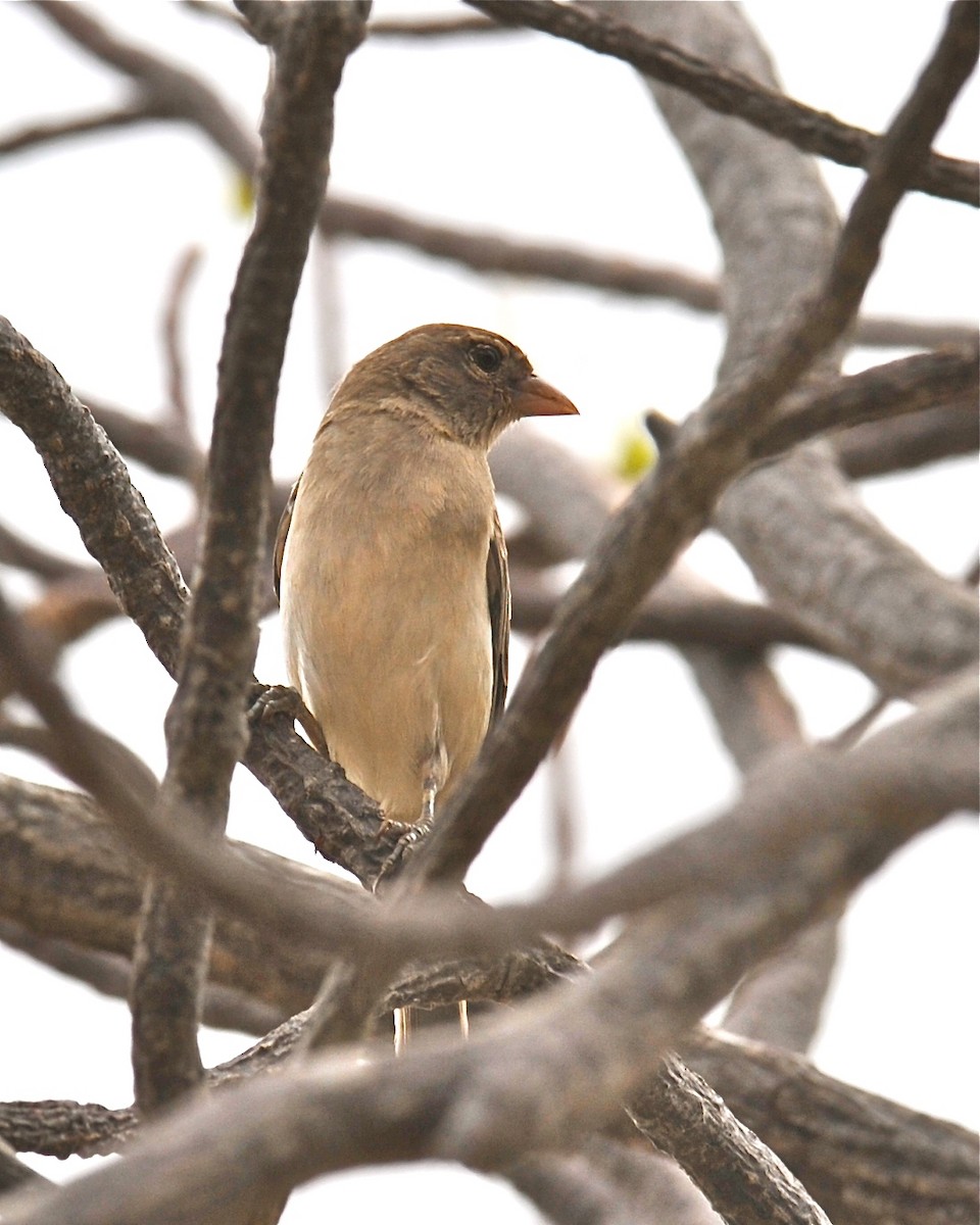 Yellow-spotted Bush Sparrow - Gerald Friesen