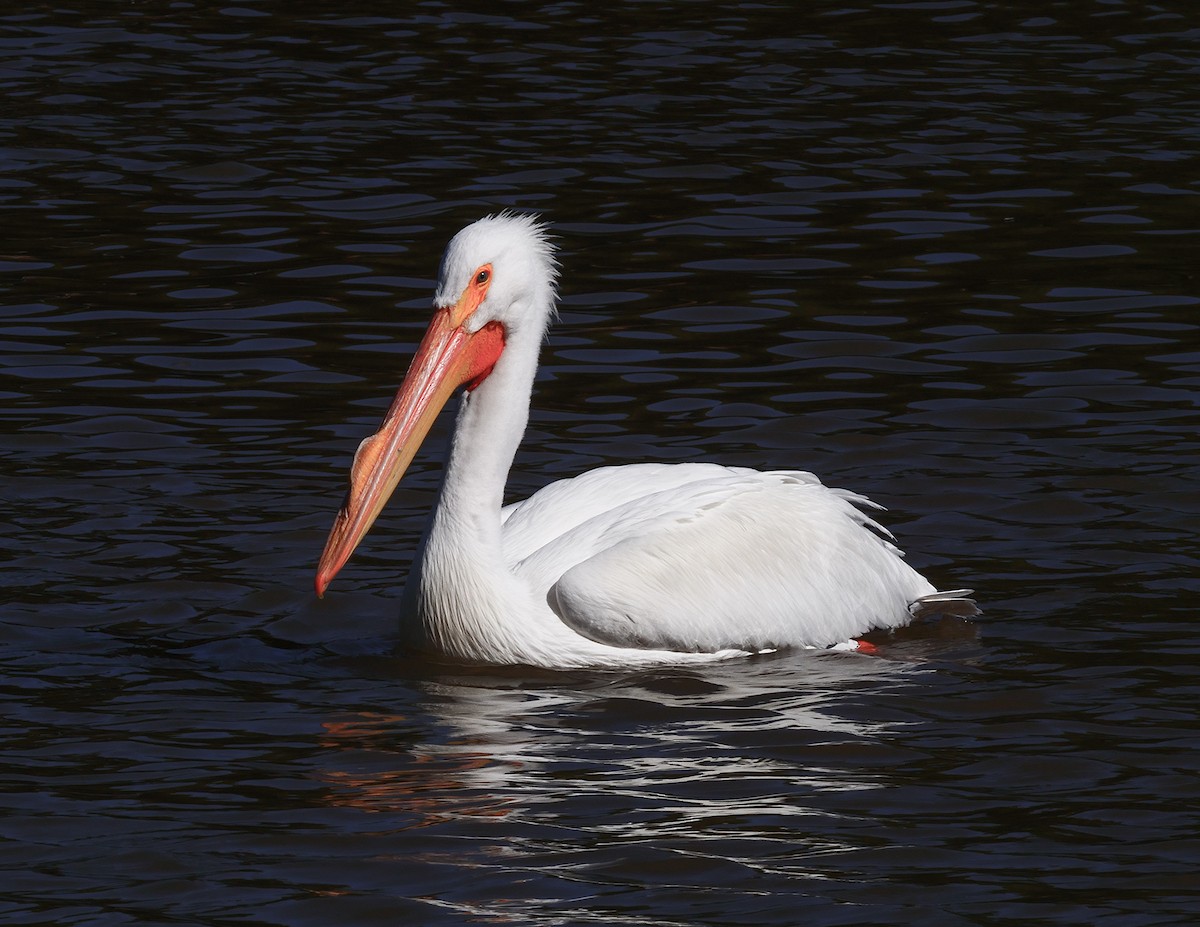 American White Pelican - Kent McDonald