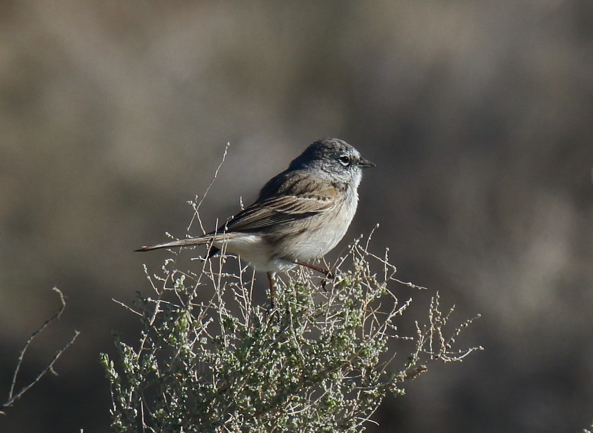 Sagebrush/Bell's Sparrow (Sage Sparrow) - ML141507711