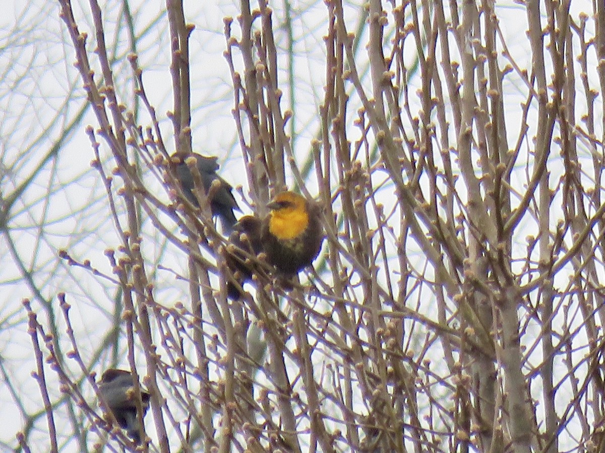 Yellow-headed Blackbird - Alan  Troyer