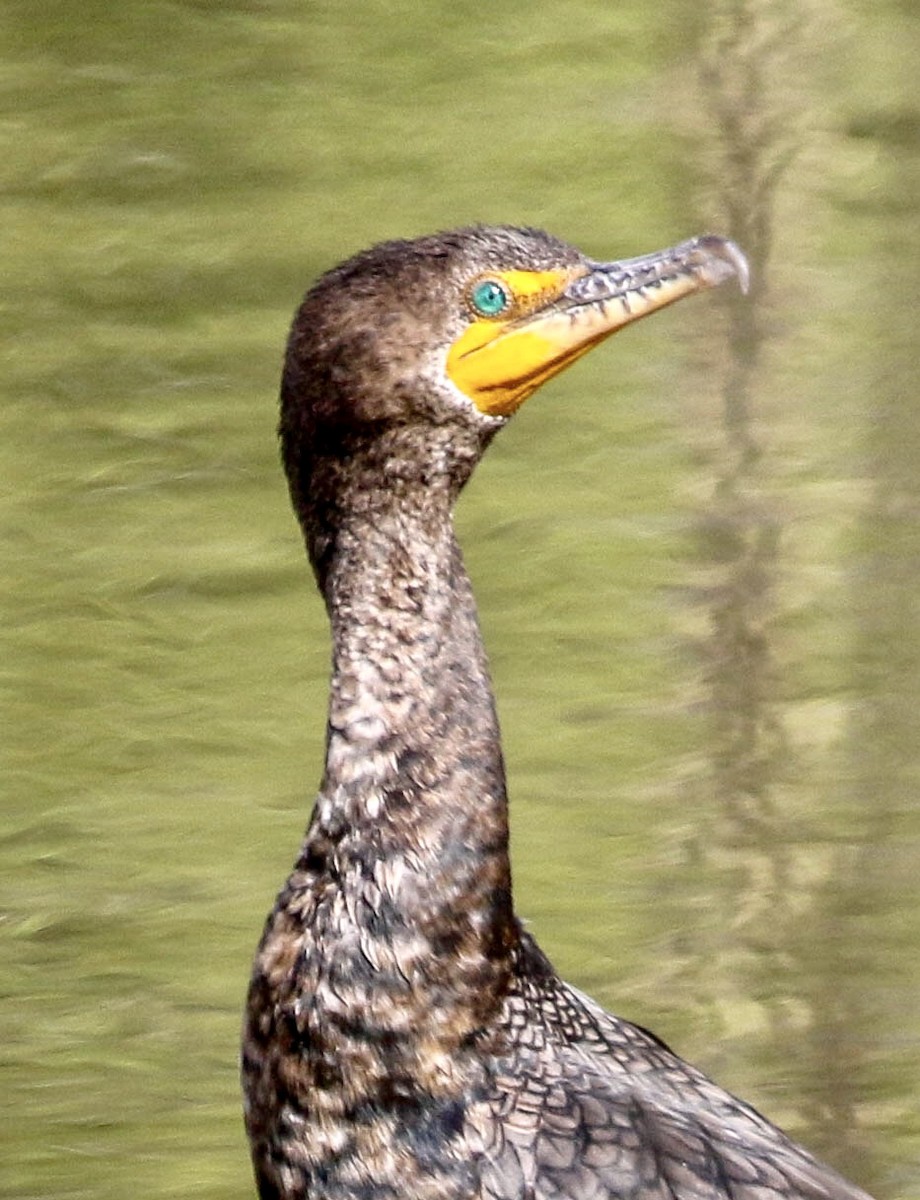 Double-crested Cormorant - Teresa Connell