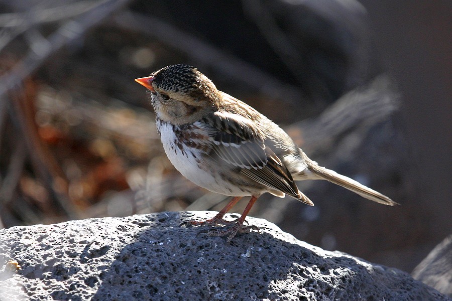 Harris's Sparrow - Jonathan Dowell