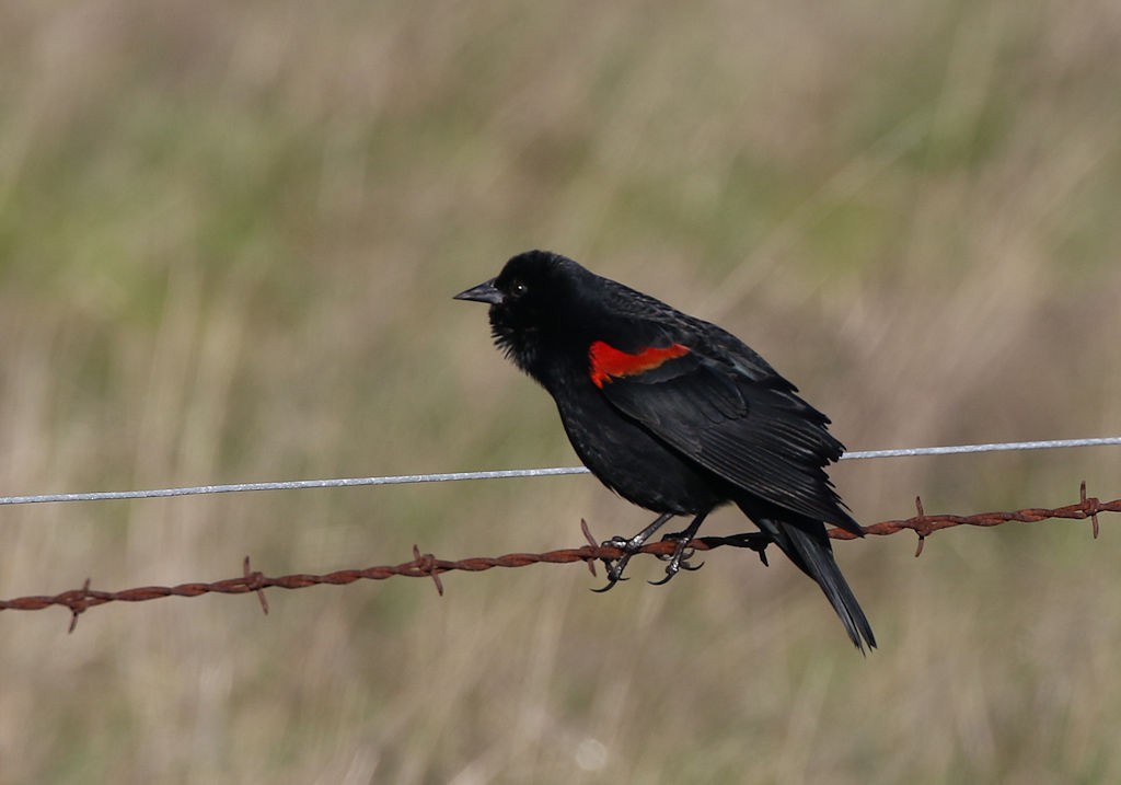 Red-winged Blackbird - ML141511231