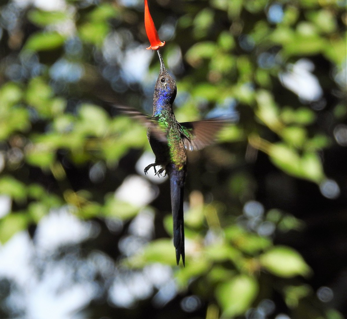 Swallow-tailed Hummingbird - Sandra  Retamozo
