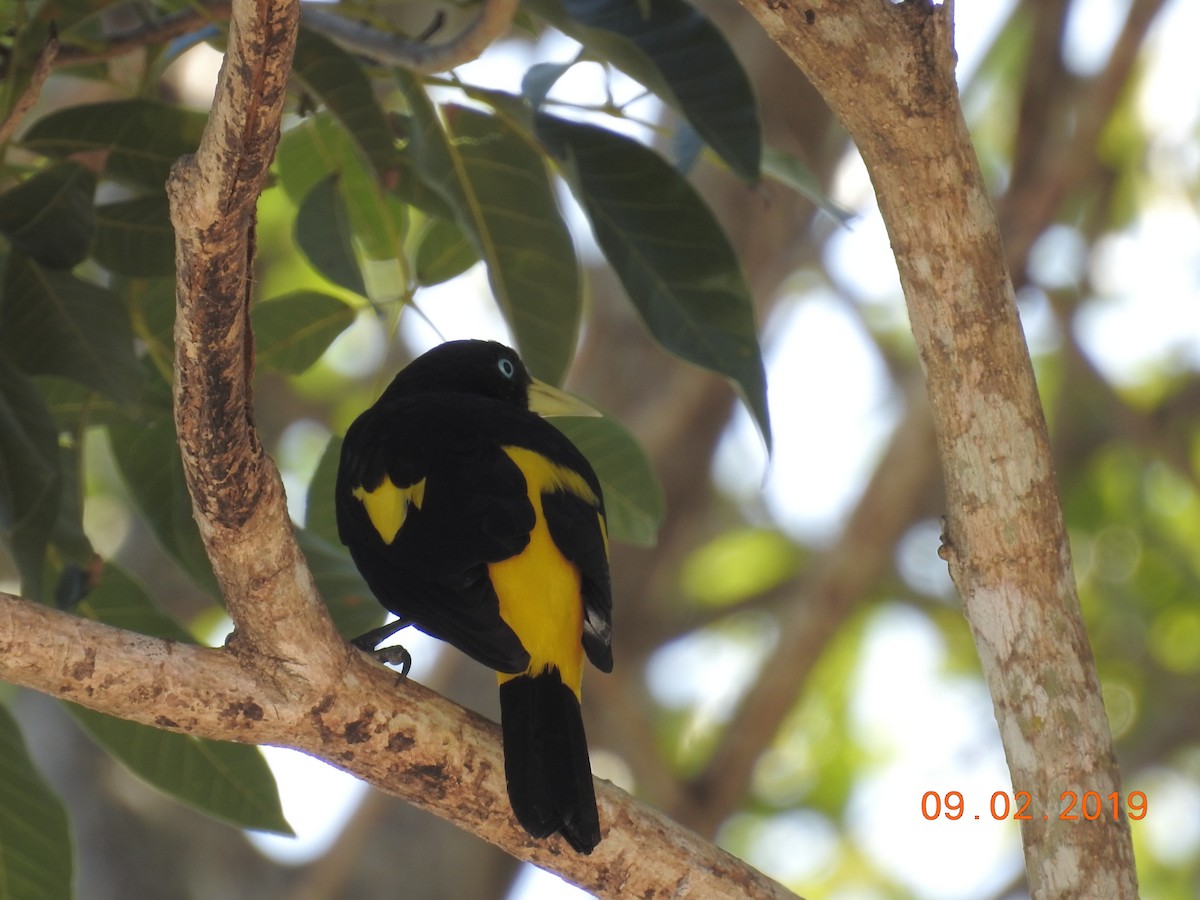 Yellow-rumped Cacique - ML141511591