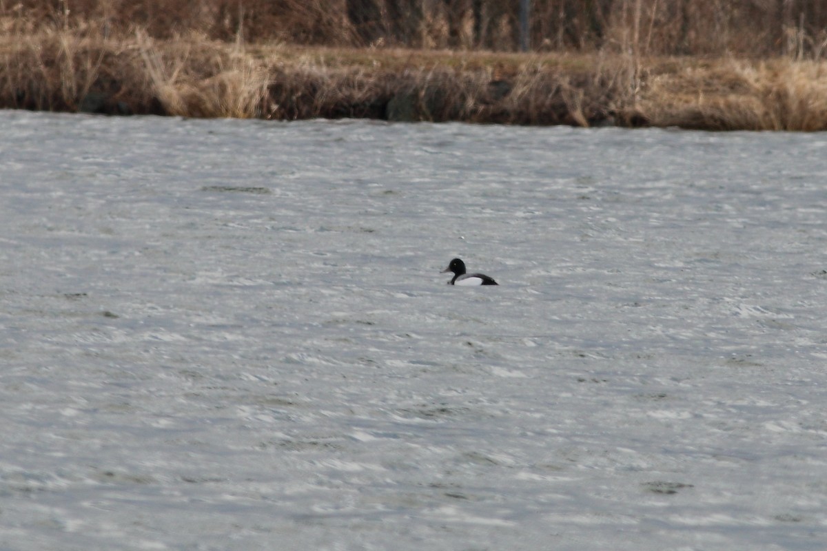 Greater Scaup - Andy Wilson