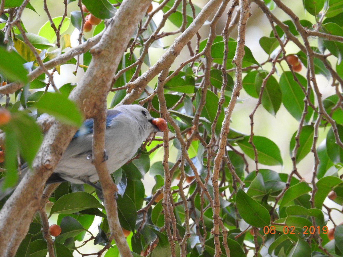 Blue-gray Tanager - ML141513761
