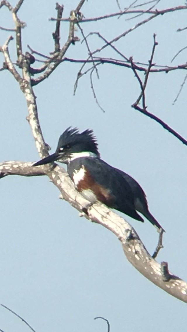 Belted Kingfisher - Dave Ward