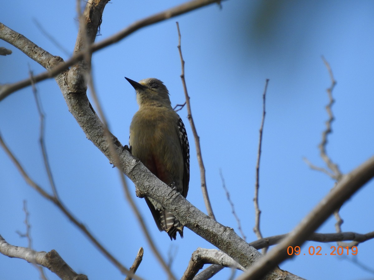 Red-crowned Woodpecker - ML141514991