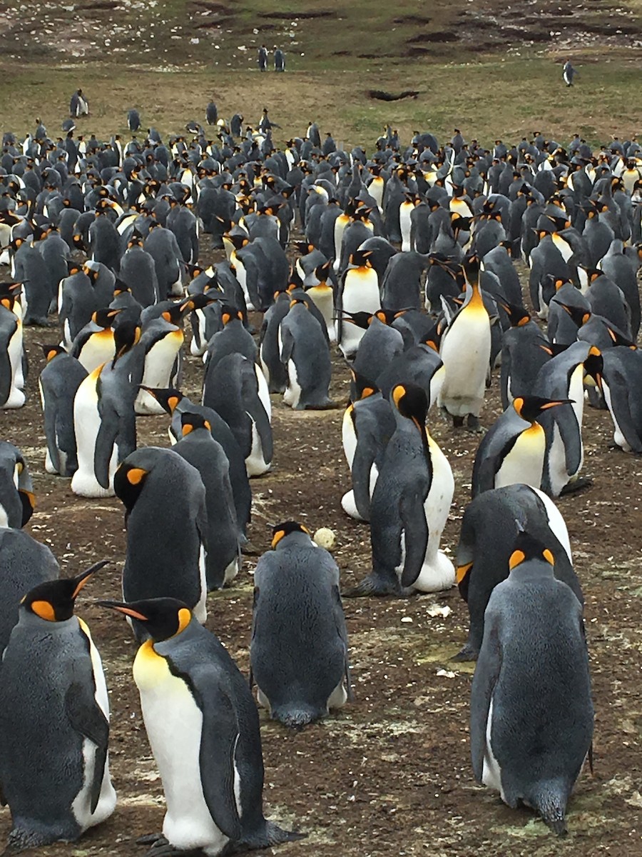tučňák patagonský - ML141515831