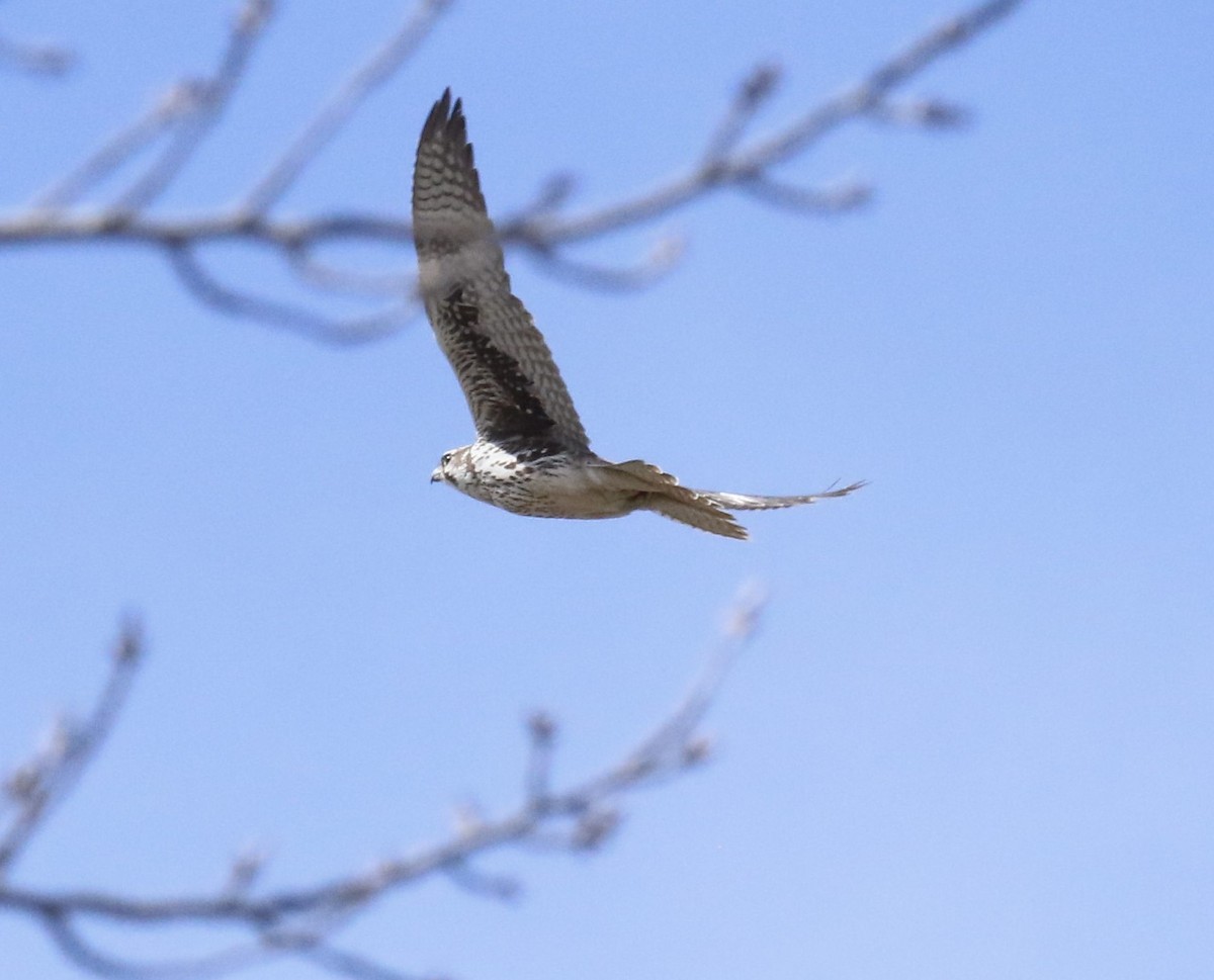Prairie Falcon - Von Welch