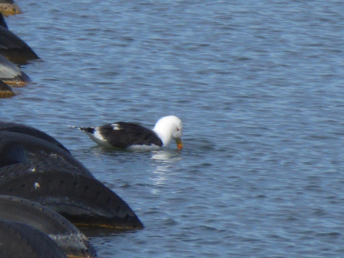 Lesser Black-backed Gull - Gerald "Jerry" Baines