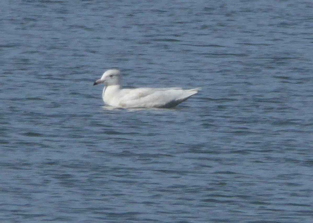 Glaucous Gull - Gerald "Jerry" Baines
