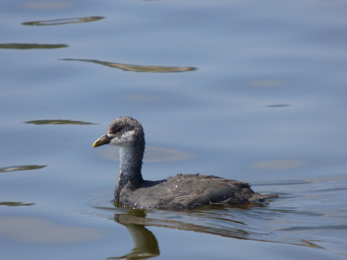 Red-gartered Coot - ML141517661