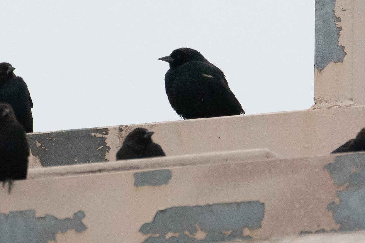 Tricolored Blackbird - ML141518931